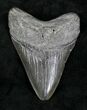 Megalodon Tooth - South Carolina #21252-1